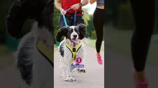 03 dicas de exercícios físicos com o Pet – Fórmula Animal