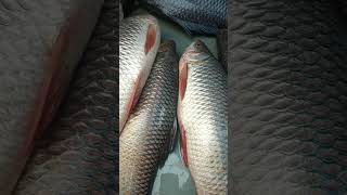 Big Rui fish |  বড় সাইজের রুই মাছ | রুই মাছ