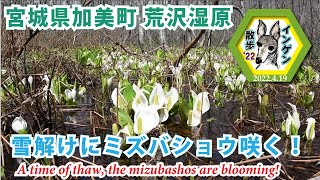 インゲン散歩'22 宮城県加美町荒沢湿原　雪解けにミズバショウ咲く！ 2022.4.19( A time of thaw, the mizubashos are blooming!)