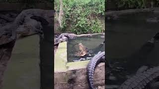 crocodile video. #crocodile #crocodiles #world #shere #discovery #discoveryplus