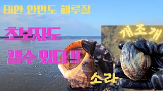 줍기만 했던 개조개 캐는 재미가 있는 해루질/소라 해삼은 덤