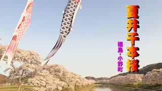 夏井千本桜  2023　福島・小野町