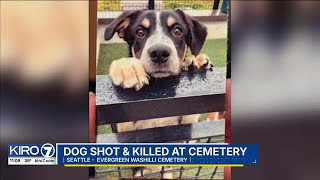 Woman pleads for justice after she says dog was shot, killed at Seattle cemetery