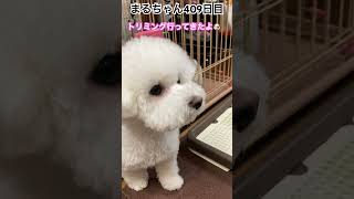 トリミングどう？#ビションフリーゼ #かわいい犬 #癒される