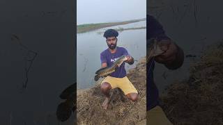 ரொம்ப நாள் கழிச்சு பெரிய நாட்டு விரால் மீனா மாட்டி இருக்கு சகோ / #fishing with fortune angler