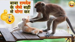 funny animal moments caught on camera in hindi 2022 | funny animal moments videos| dribal vives