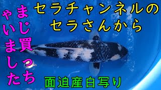 出会いは一瞬！照チャンネル＃錦鯉＃泳ぐ宝石錦鯉＃庭池＃アクアリウム＃ジャパン