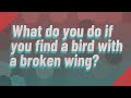 What do you do if you find a bird with a broken wing?