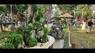 Những Tác phẩm Bonsai Hòn Non Bộ Đẹp  Đẳng Cấp Hội Thì Thành phố  Hồ Chí Minh , Beautiful Bonsai