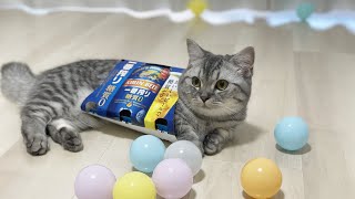 運動神経抜群のマンチカンの子猫がボールで遊ぶとこうなりますｗ