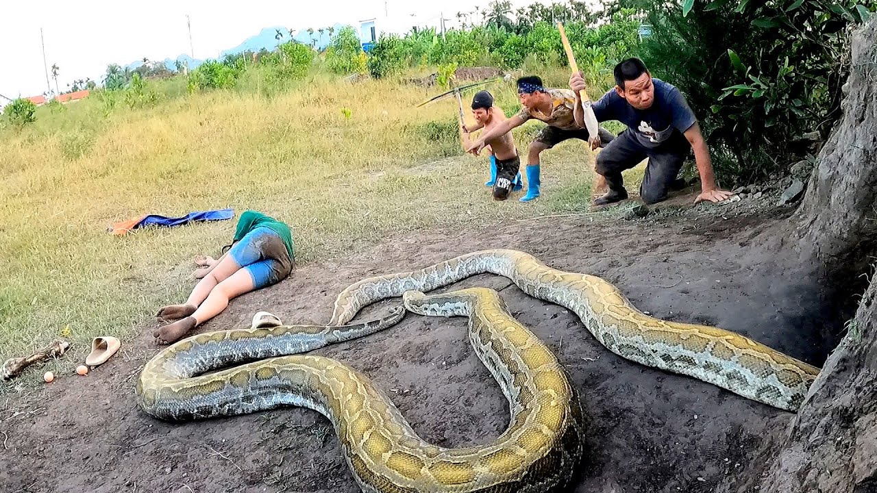 The Girl Was Attacked By Two Ferocious 500kg Giant Pythons Laying Eggs ...