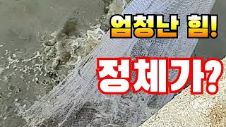 [무쇠투망 전성권]작은수문에서 이렇게 큰 물고기들이? 투망.cast net.cast net fishing