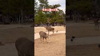 奈良公園の日常🫎紙食べる鹿