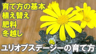 ユリオプスデージーの育て方 ■重要：肥料やりのポイント！■　切り戻し 花がら摘み 摘芯 剪定