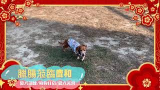 臘腸犬訓練