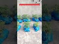 soiless nanoparticle treated tomatoes growth easy garden tomatoes