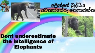 47 Intelligent wild Elephants in Sri Lanka | ශ්‍රී ලංකාවේ බුද්ධිමත් වනඅලි