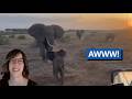 Elephant Calf Reunion Melts Hearts In Kenya