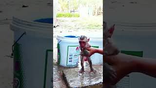 baby monkey bathing video  😂🤣#shorts#trending#youtubeshorts#ytshorts