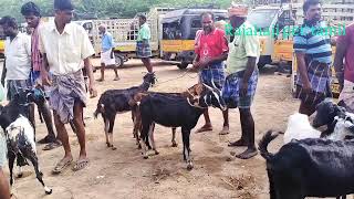 namma mukkudal santhai | நம்ம முக்கூடல் ஆட்டு சந்தை| Tenkasi goat market | rajahaji pet's tamil