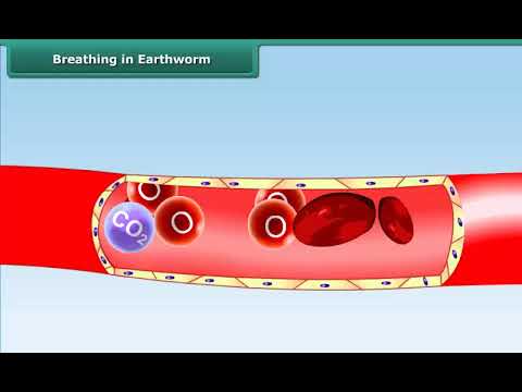 Where is the respiratory surface in a worm?