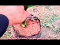 hybrid arecanut plants hybrid supari ka ped arecanut plant nursery hybrid betel nut tree