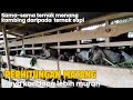 KANDANG MEWAH BIAYA MURAH