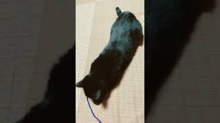 猫がくれる幸福　#猫　#猫のいる暮らし　#神人　#スピリチュアル