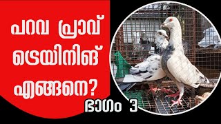 pigeon parava training malayalam | പറവ പ്രാവ് ട്രെയിനിങ് | പറവ പരിശീലനം | ഭാഗം 3