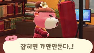 [모동숲] 평소엔 볼 수 없는 솜이의 신기한 모습 🎄 동물의숲 DLC 해피 홈 파라다이스 섬 꾸미기