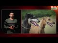 mudhol hound indian dog breed review indian army dog mudhol hound dog in army jana bharat tv