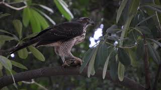 20191107 台南公園鳳頭蒼鷹 2 - 獵殺小老鼠