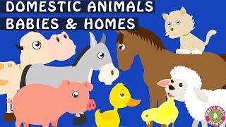 Domestic Animals and their Young Ones | Animal Homes | Babies of Animals