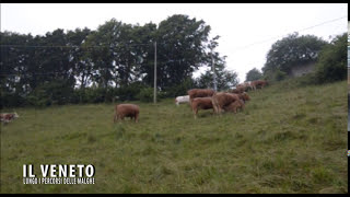 Le Malghe in Veneto