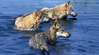 The Elusive Wolves Of The Sea (Wildlife Documentary) | Natural Kingdom | Real Wild