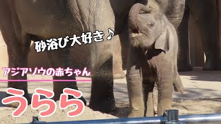 アジアゾウの赤ちゃん「うらら」砂浴び上手でしょ？【東山動物園】