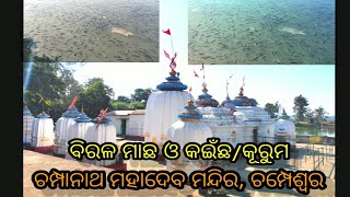 champeswar Champanath temple  , ବିରଳ ମାଛ ଓ କଇଁଛ