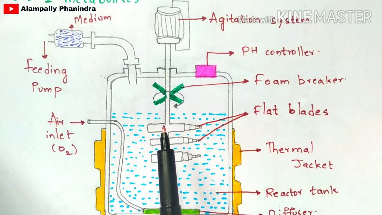 Fermentation Process | Working Of Fermenter | Nutrient Medium For ...