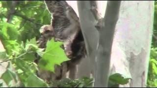 Baby Hawks From Hatchling To leaving The Nest - 6 Weeks In 3 Mins