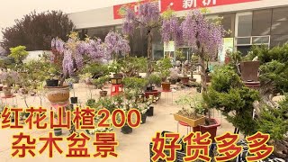 大集好货多多各种杂木盆景品种齐全价格低廉捡漏的好地方