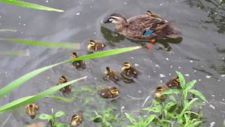 カルガモ親子 隅田川③