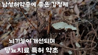 원기회복, 강정제~치매, 당뇨, 암에 효능있는 약목