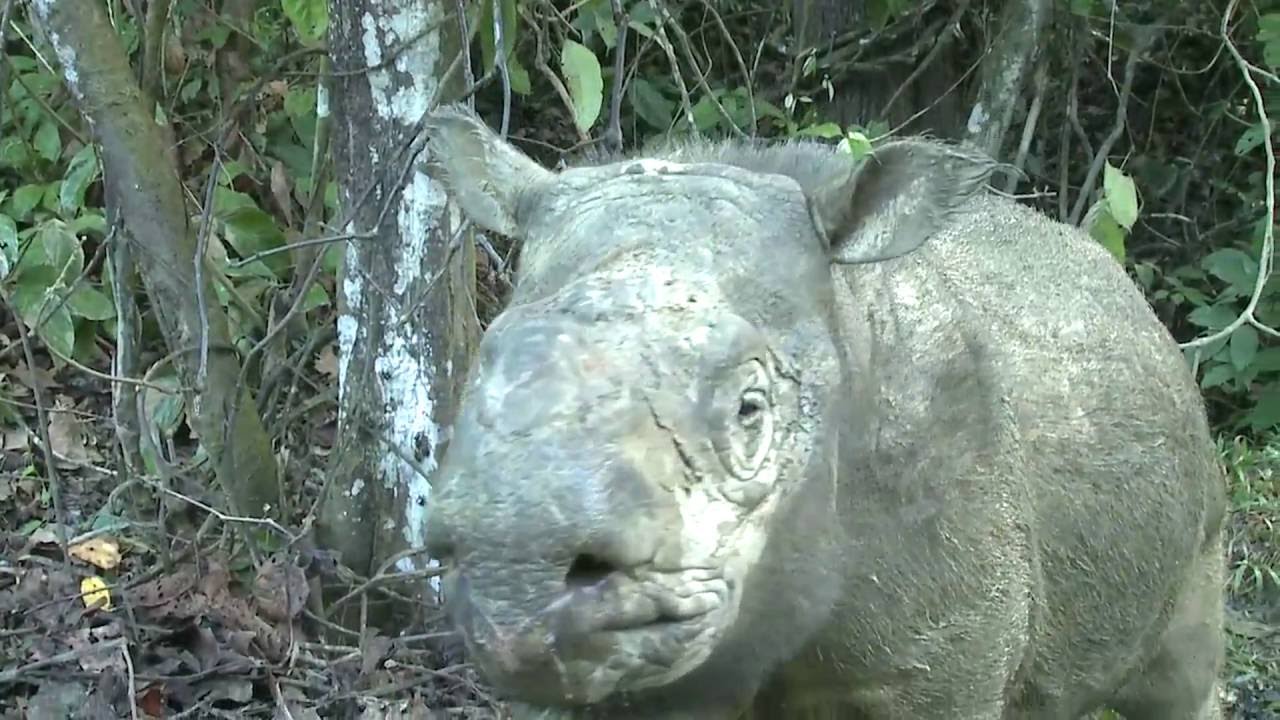 Borneo Rhino Alliance - YouTube