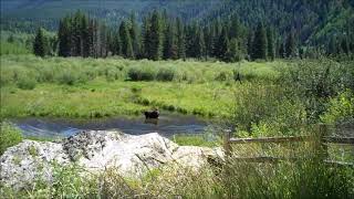 Aspen Colorado, moose video 9-1-2020