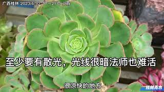 没多久要进入夏季，法师类多肉植物怎么度夏？建议指南