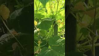 வெள்ளரியின் மருத்துவ குணம் #வெள்ளரிக்காய் #cucumber #tamilhealthtips #viralshortsvideo