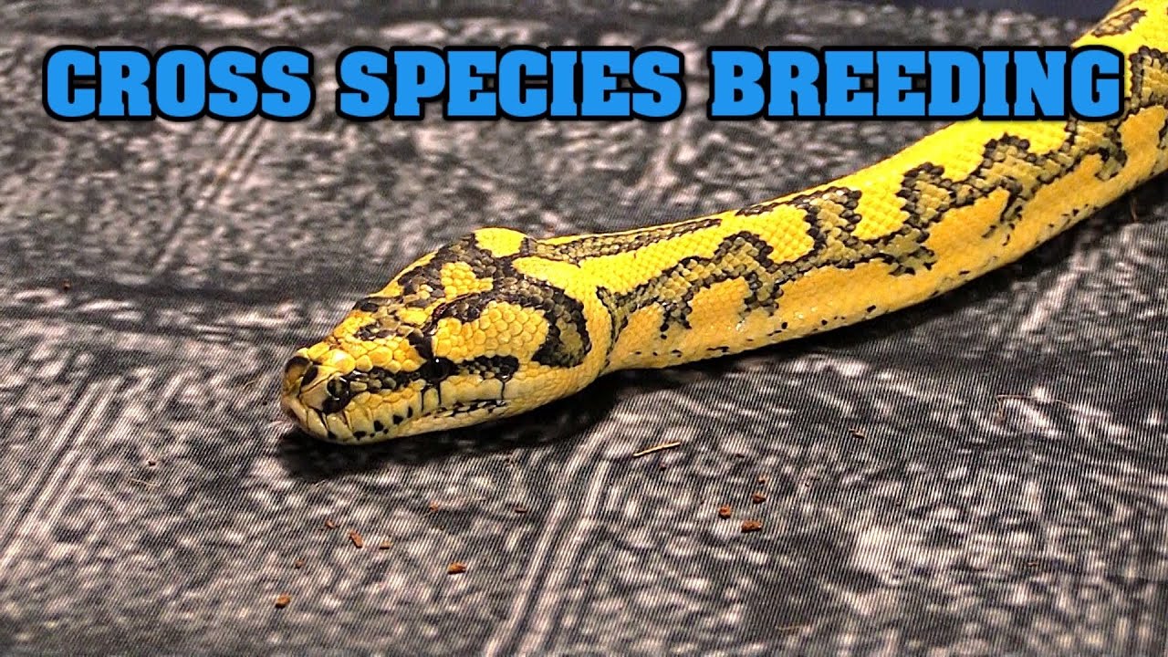 Cross Breeding Snakes....should We Make Them? Are They FREAKS?? - YouTube