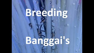 Banggai Cardinal fish breeding project