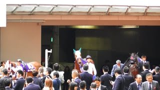 桜花賞出走馬がパドックへ入場。阪神競馬場、現地映像。２０１７年