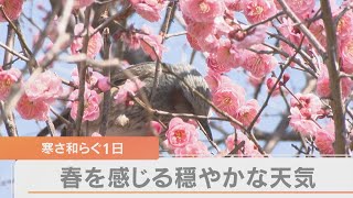 高気圧に覆われて穏やかな晴天　春の訪れを感じさせる一日、梅の花もほころぶ